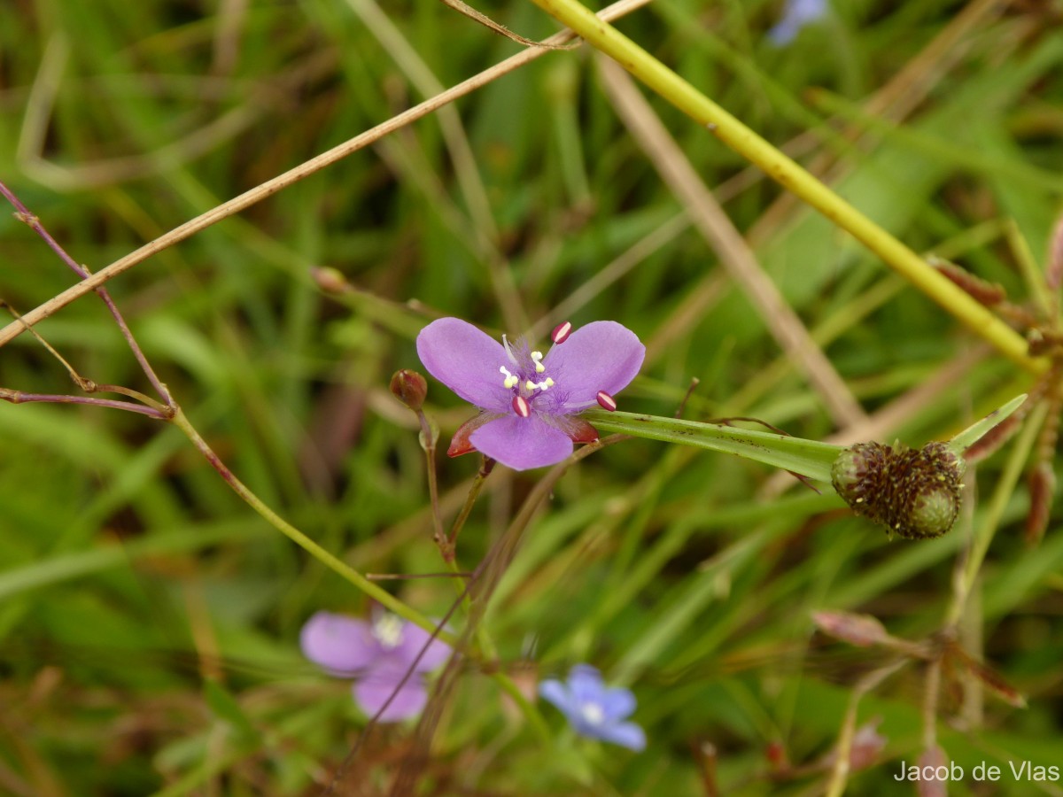 Murdannia dimorphoides subsp. dimorphoides Faden